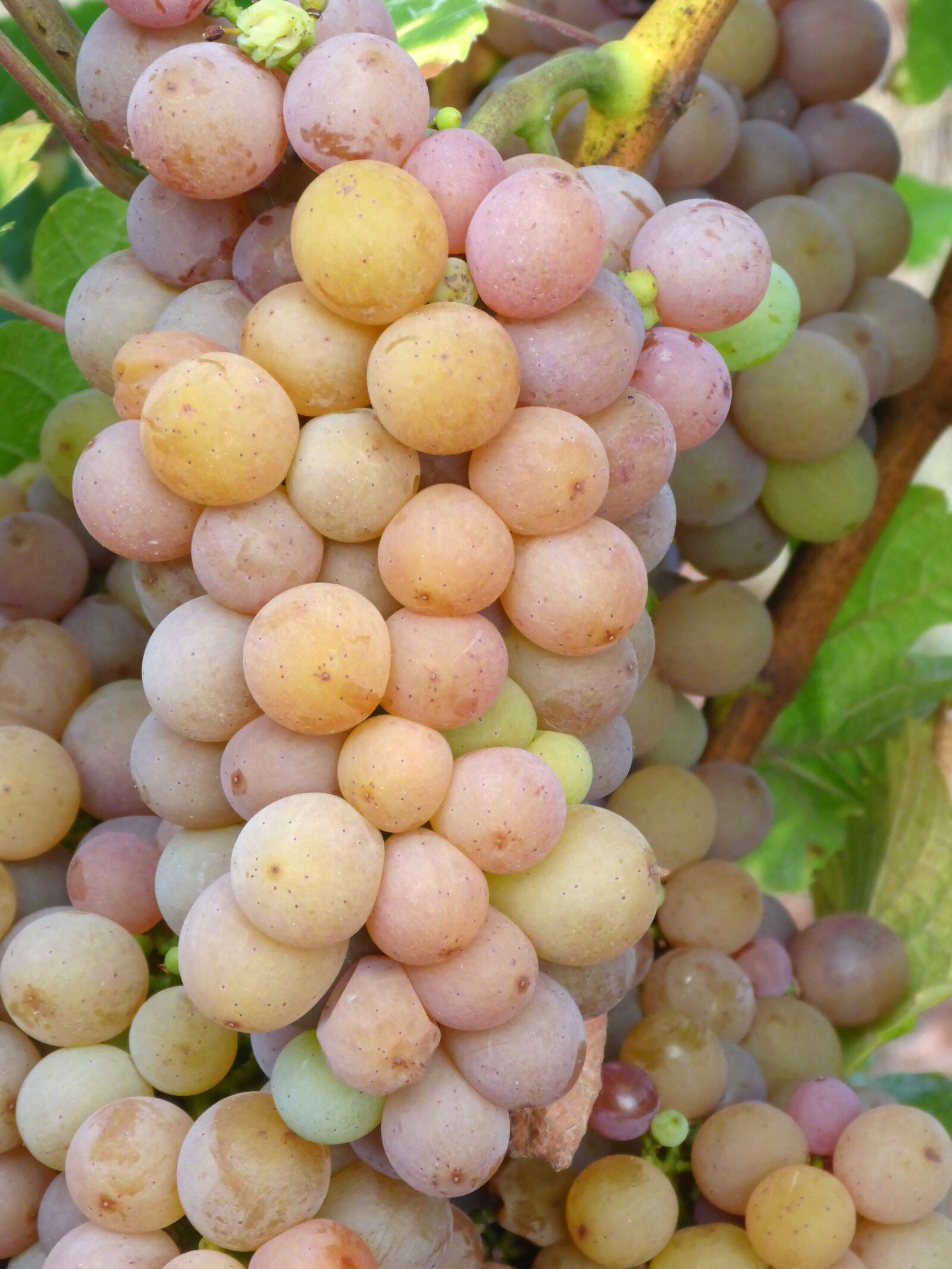 Panasonic Lumix DMC-TS5 (Lumix DMC-FT5) sample photo. Grapes, vineyard, white wine photography