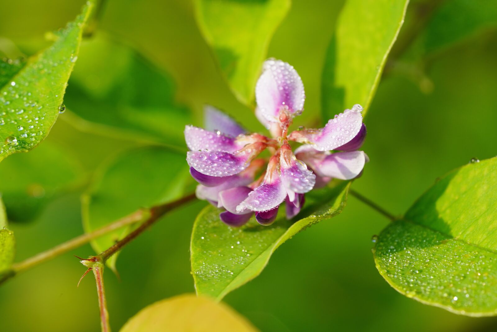 Sony a7R III + Sony FE 90mm F2.8 Macro G OSS sample photo. Wildflower, wild, flower photography