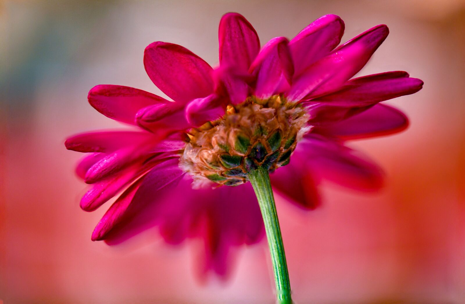 Nikon D850 sample photo. Flowers, flower, rosa photography