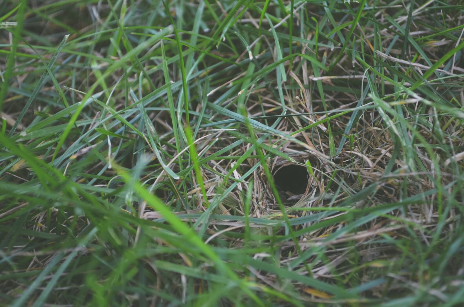 Nikon D5100 sample photo. Blur, close, close-up photography