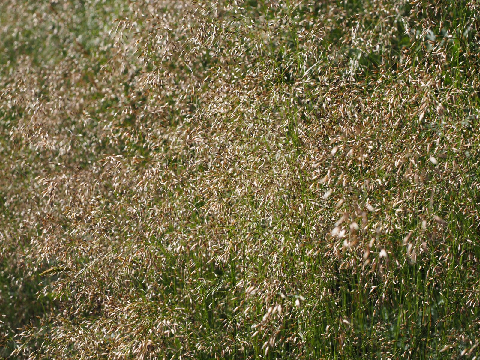 Olympus OM-D E-M1 + Olympus M.Zuiko Digital ED 12-40mm F2.8 Pro sample photo. Red bent grass, inflorescences photography