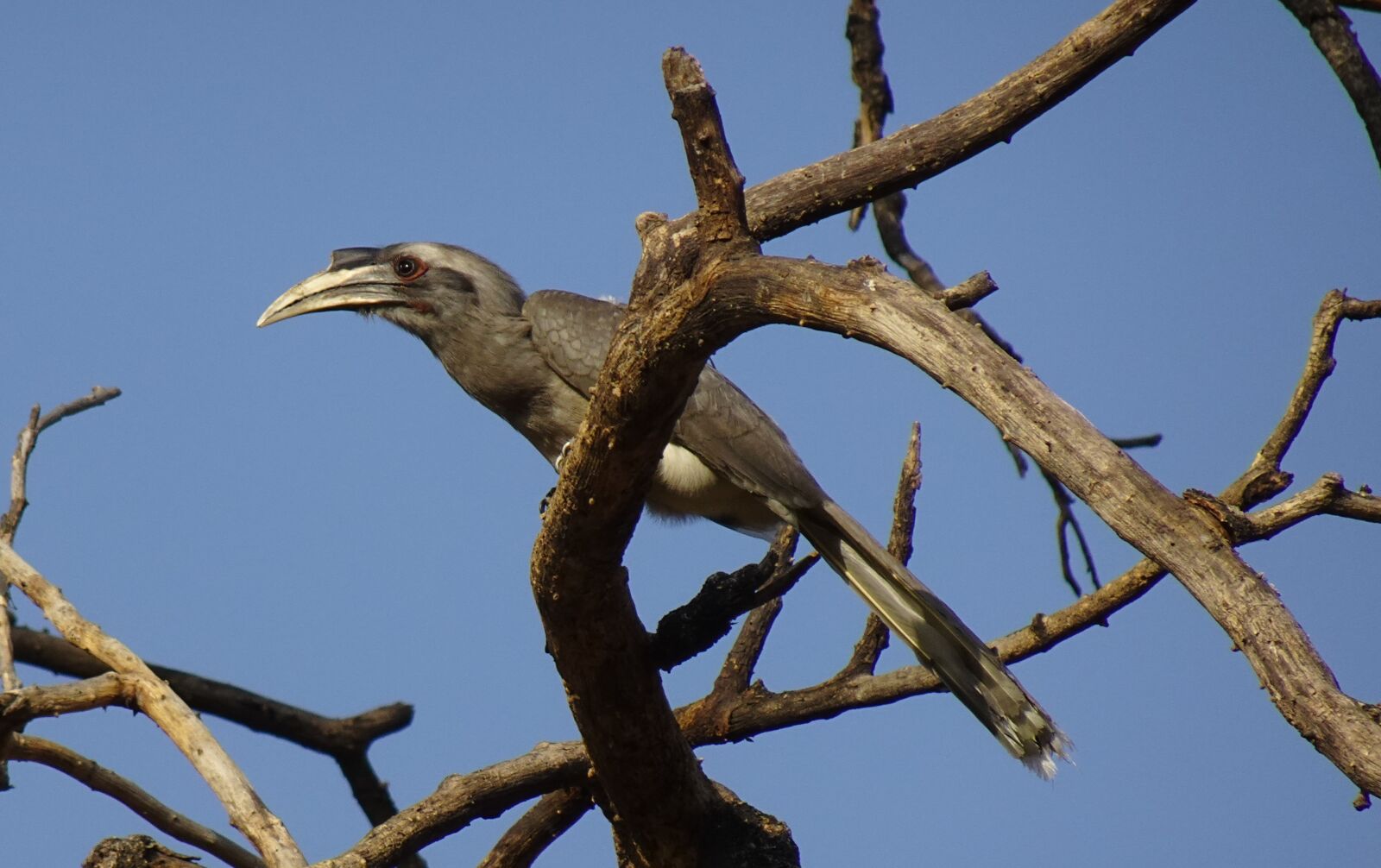 Sony DSC-WX800 sample photo. Bird, hornbill, indian grey photography