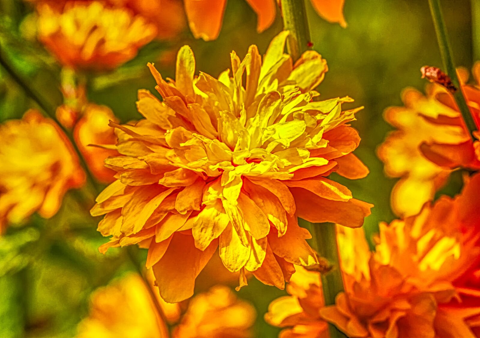 Canon EOS 60D sample photo. Flower, nature, ranunkel shrub photography