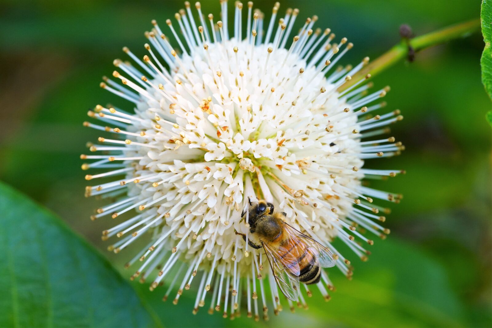 Sony a7R III + Sony FE 90mm F2.8 Macro G OSS sample photo. Bee, honey, insect photography