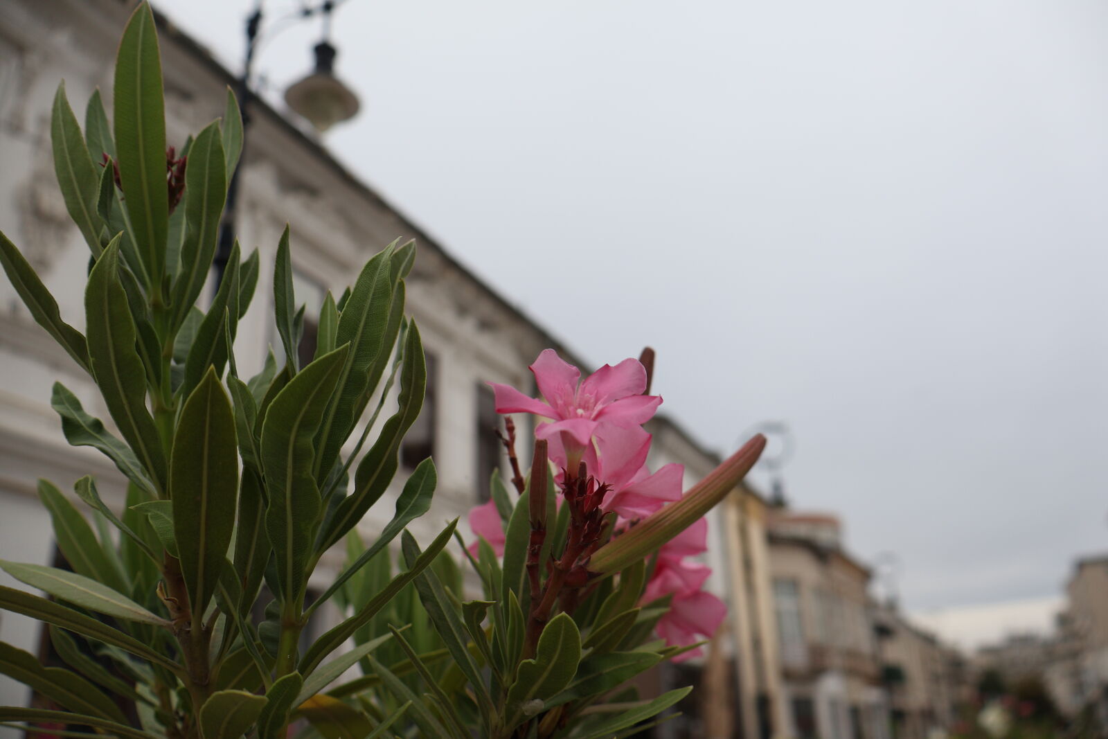 Canon EOS R50 sample photo