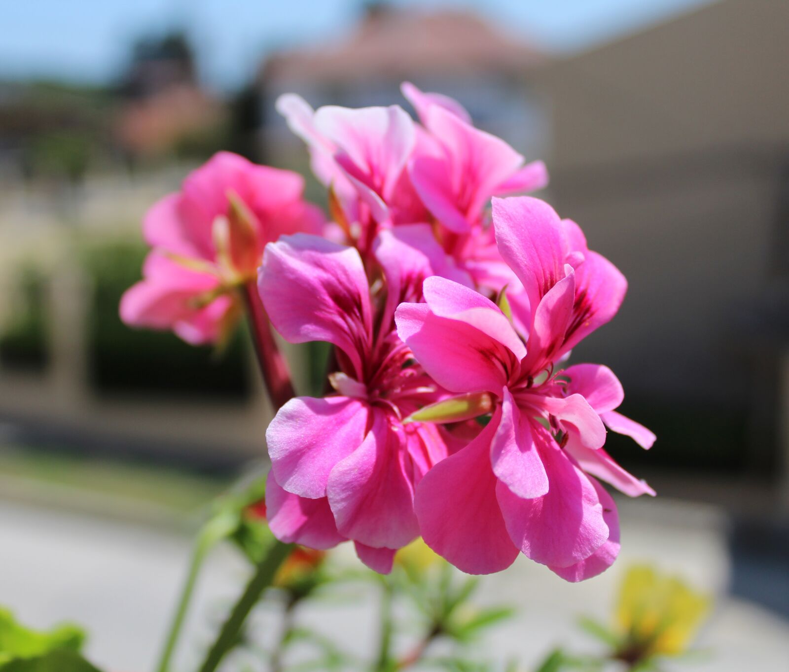 Canon EOS 1300D (EOS Rebel T6 / EOS Kiss X80) sample photo. Summer, flower, pink photography
