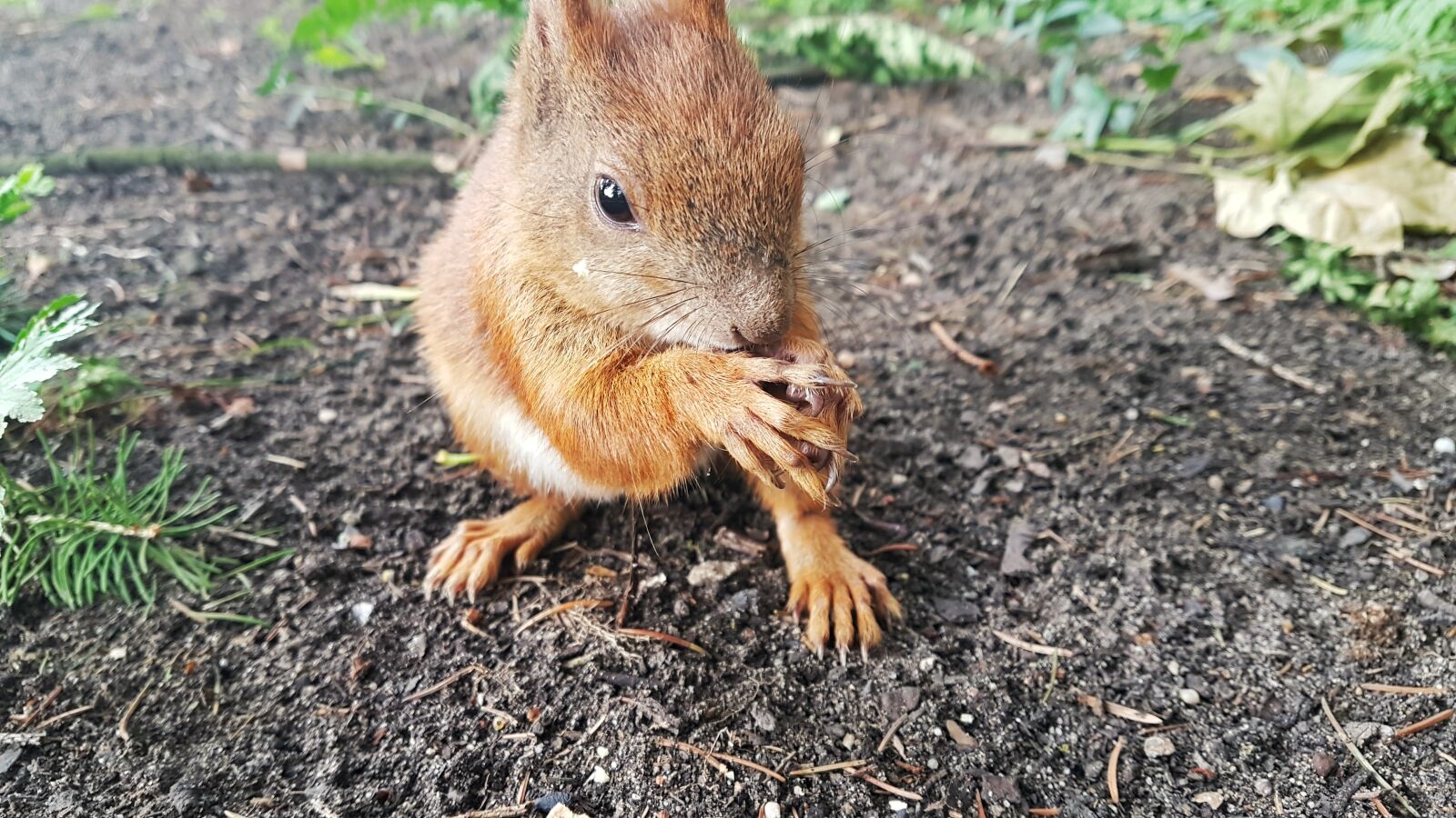 Samsung Galaxy S7 Edge sample photo. The squirrel, animals, nature photography