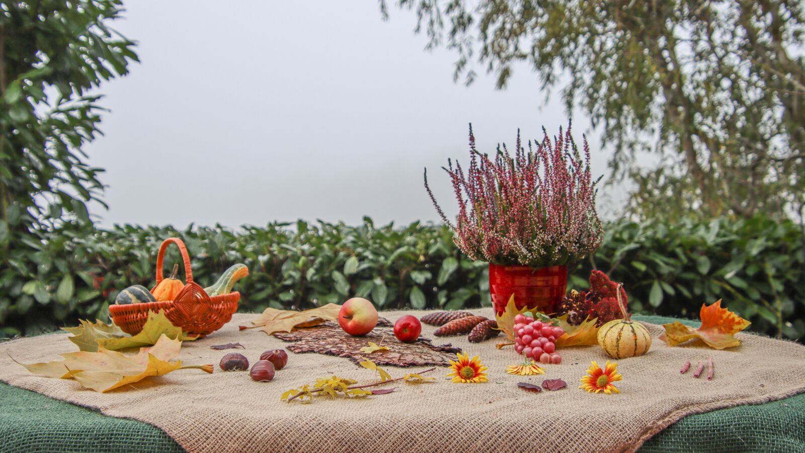 Canon EOS 90D sample photo. Autumn, autumn fruits, leaves photography