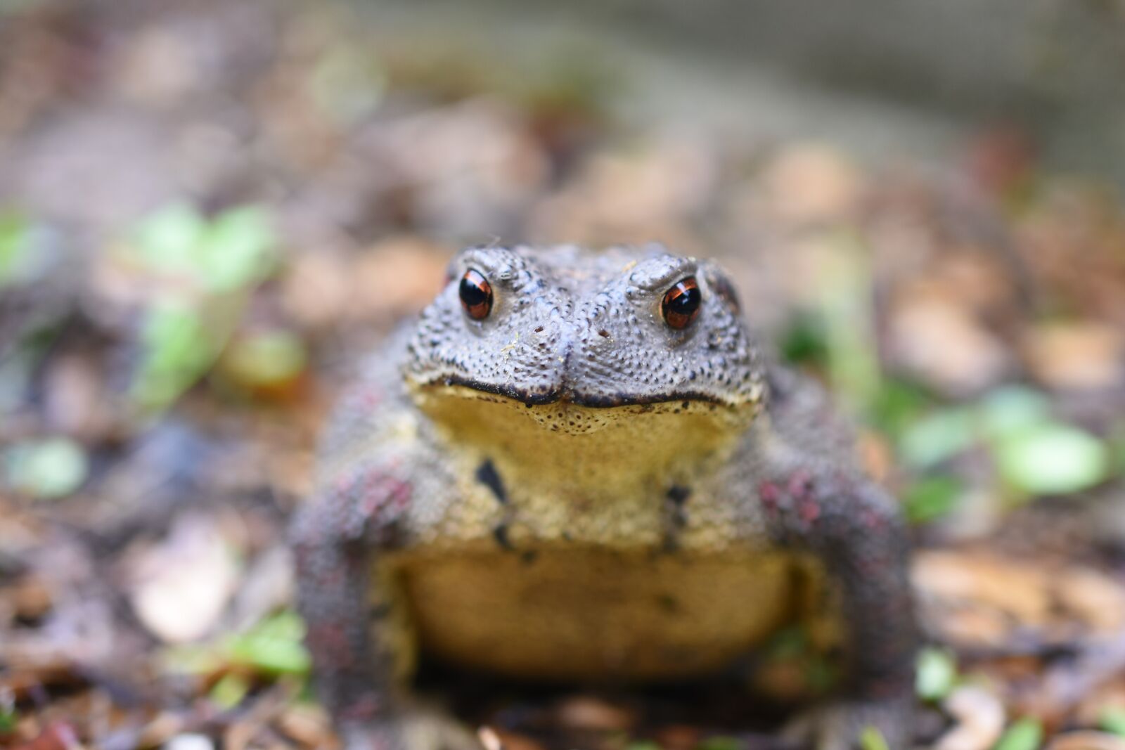 Nikon D7200 sample photo. Toad, animal, korea photography