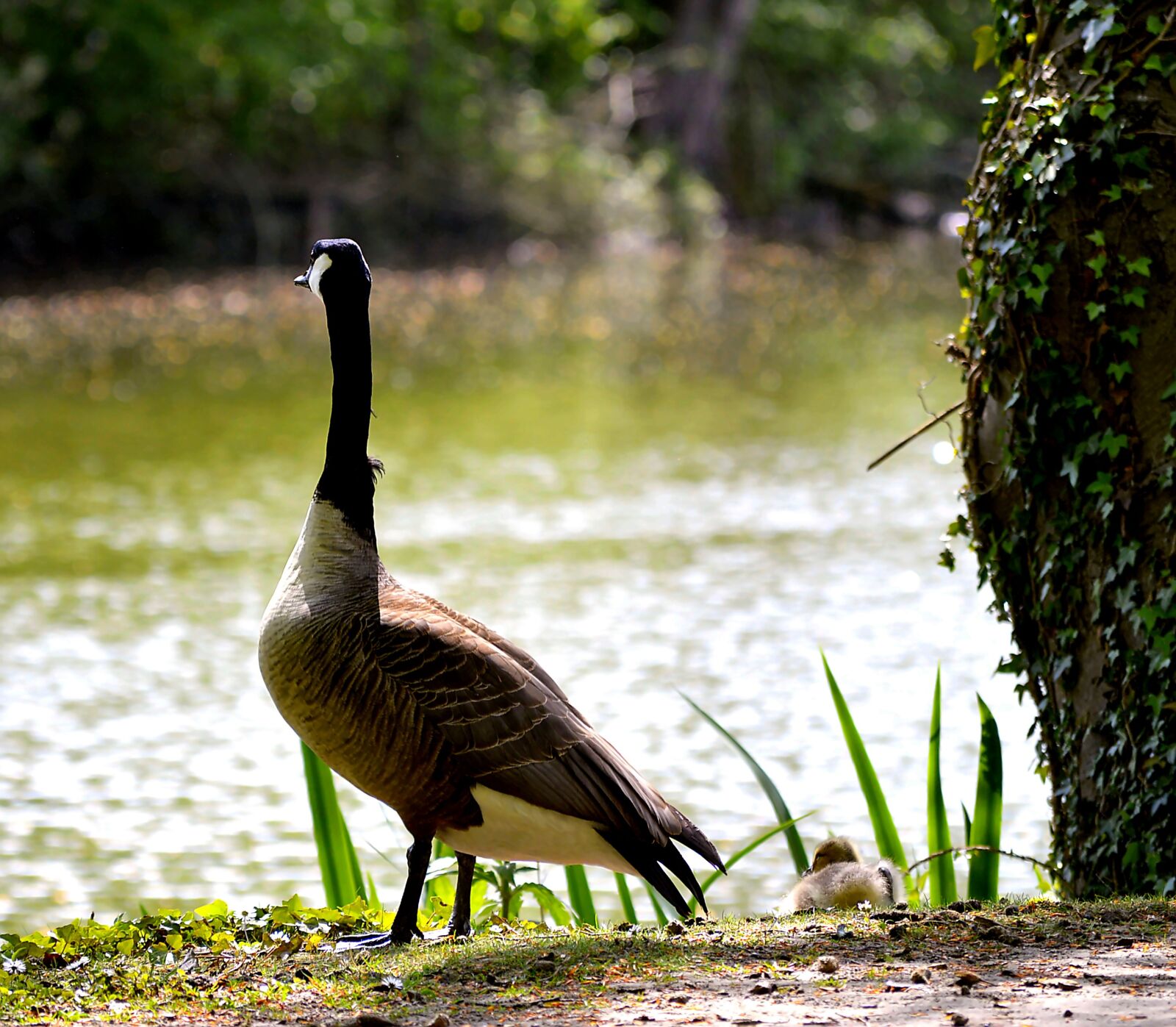 Nikon D3200 sample photo. Wild goose, canada goose photography