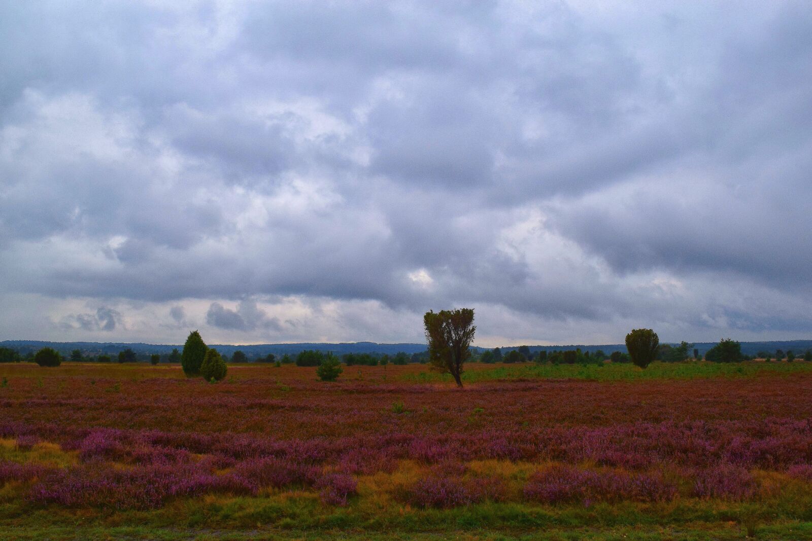Nikon D5300 sample photo. Nature, heide, erika photography