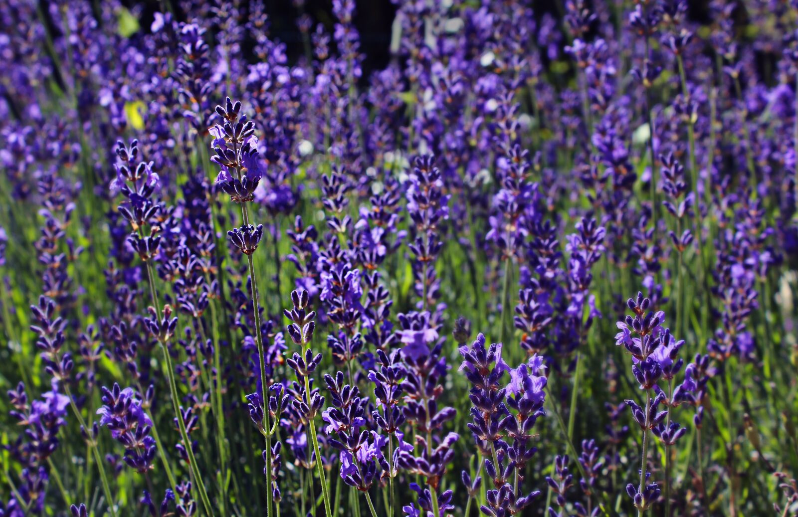 Canon EOS 1200D (EOS Rebel T5 / EOS Kiss X70 / EOS Hi) sample photo. Lavender, purple, provence photography