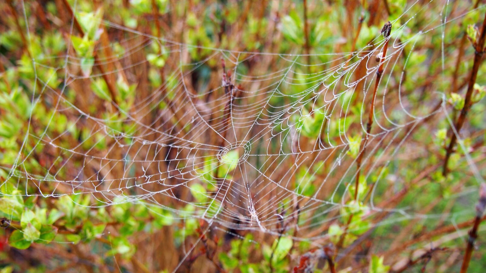 Olympus PEN E-PL6 sample photo. Cobweb, spider, nature photography