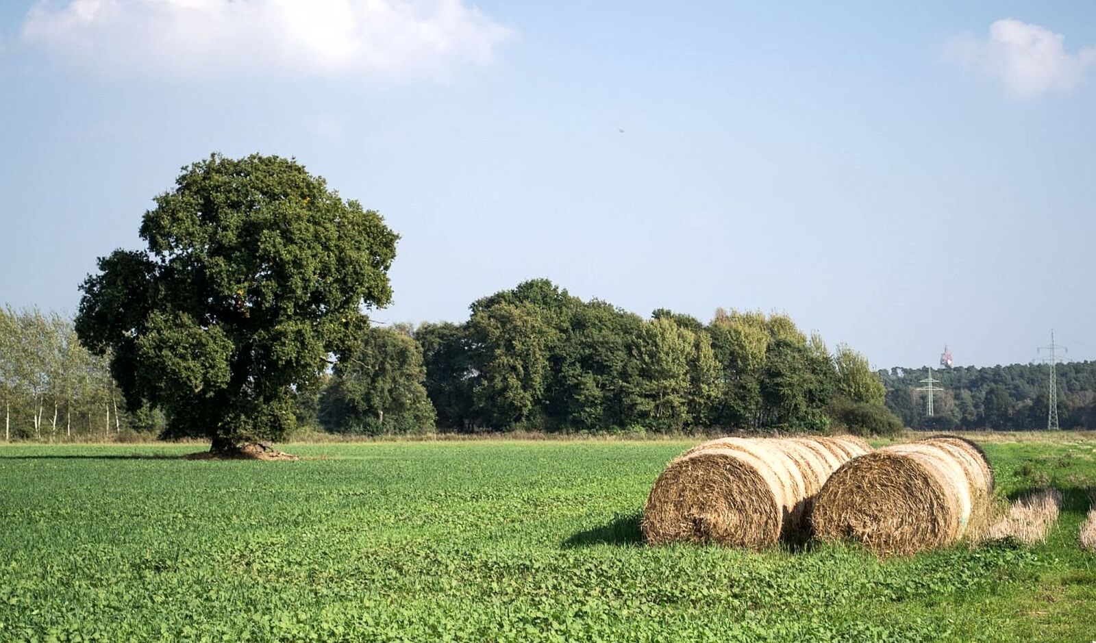 Nikon D3100 sample photo. Summer, nature, field photography