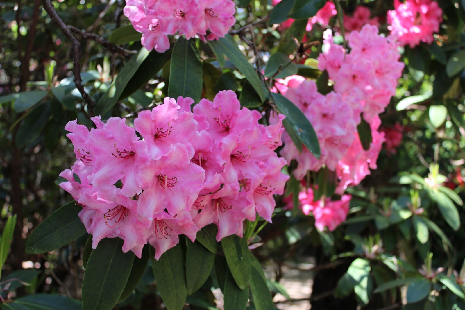 Canon EOS 650D (EOS Rebel T4i / EOS Kiss X6i) sample photo. Flower, garden, flora photography