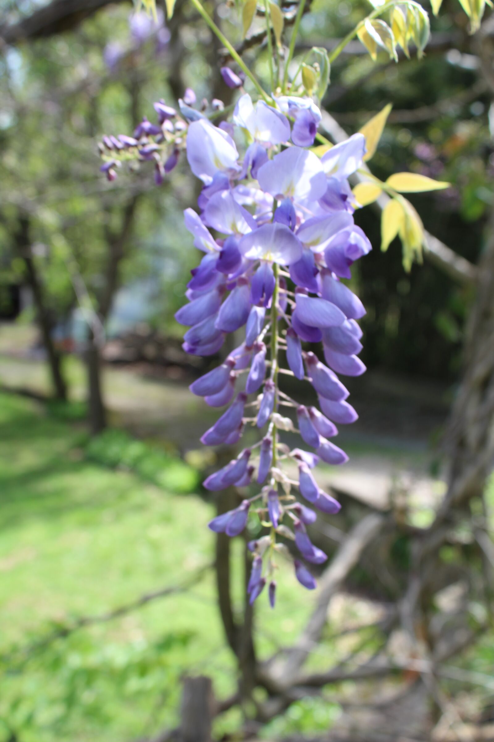 Canon EOS 1300D (EOS Rebel T6 / EOS Kiss X80) sample photo. Spring, flowers, nature photography