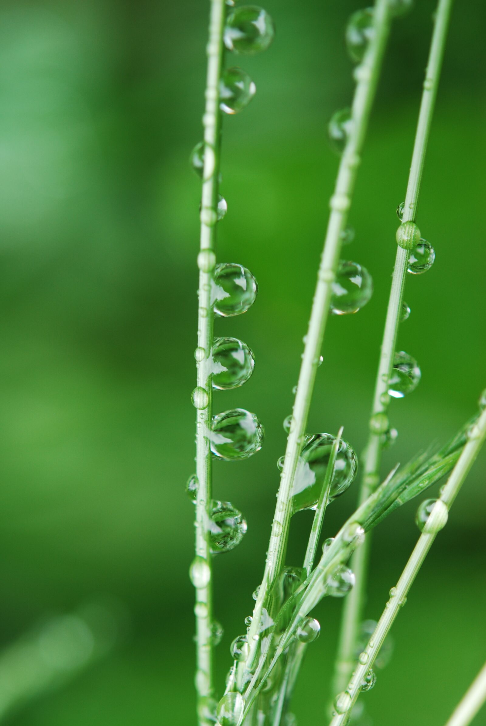 Nikon D60 sample photo. Green, grass, water drops photography