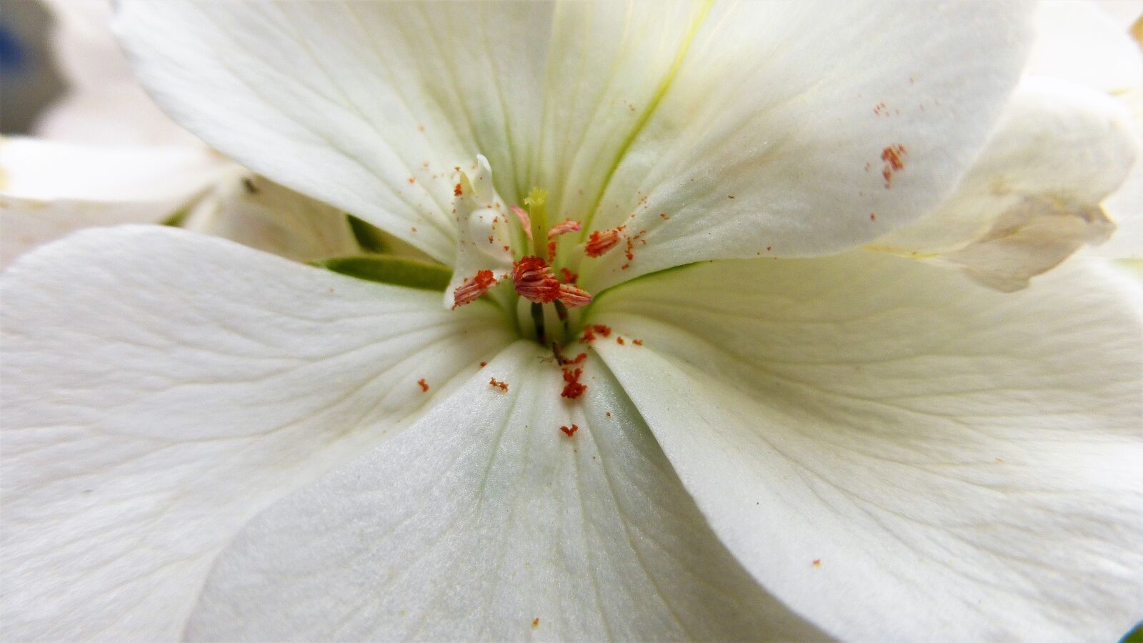 Panasonic Lumix DMC-ZS25 (Lumix DMC-TZ35) sample photo. Flower, nature, garden photography
