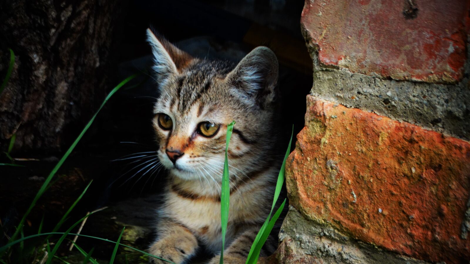 Sony Cyber-shot DSC-HX300 sample photo. Cat, kitten, pet photography