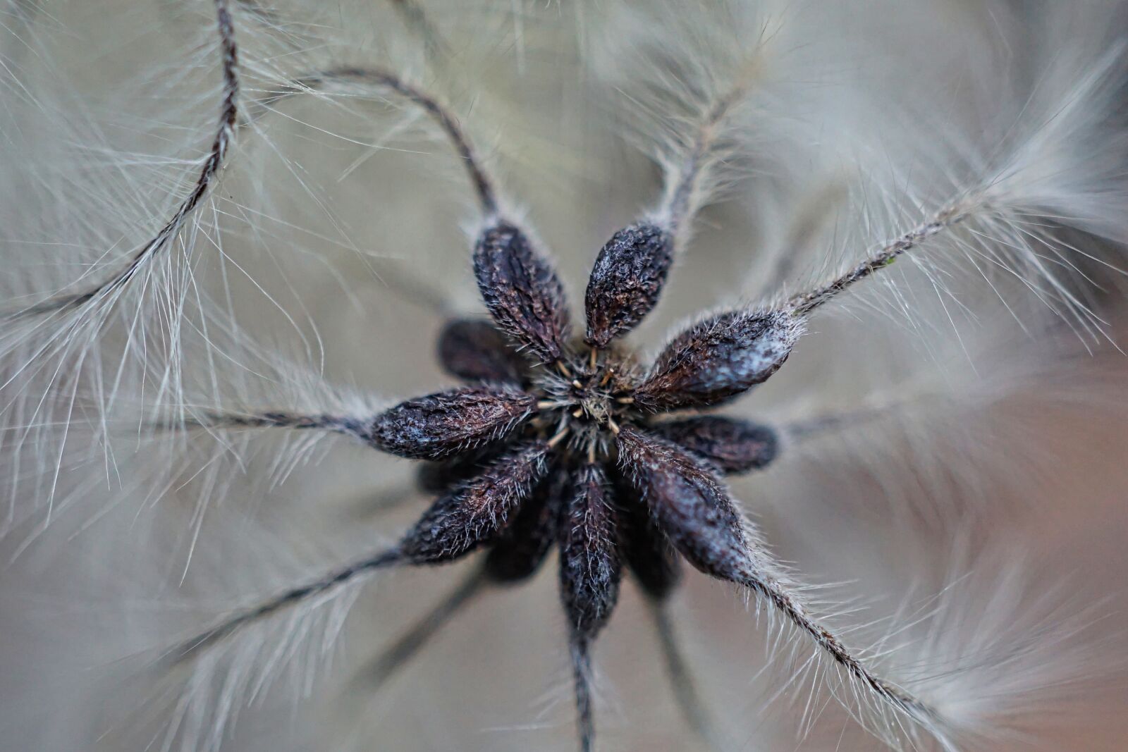 Sony a5100 + Sony E 30mm F3.5 Macro sample photo. Blackthorn, macro, nature photography