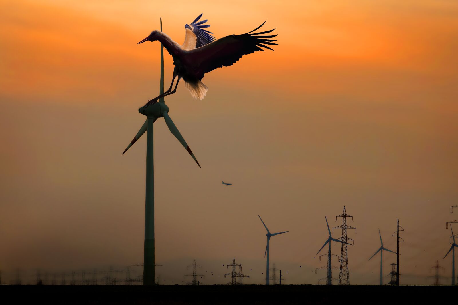 Sony Cyber-shot DSC-RX10 III sample photo. Stork, silhouette, sunset photography