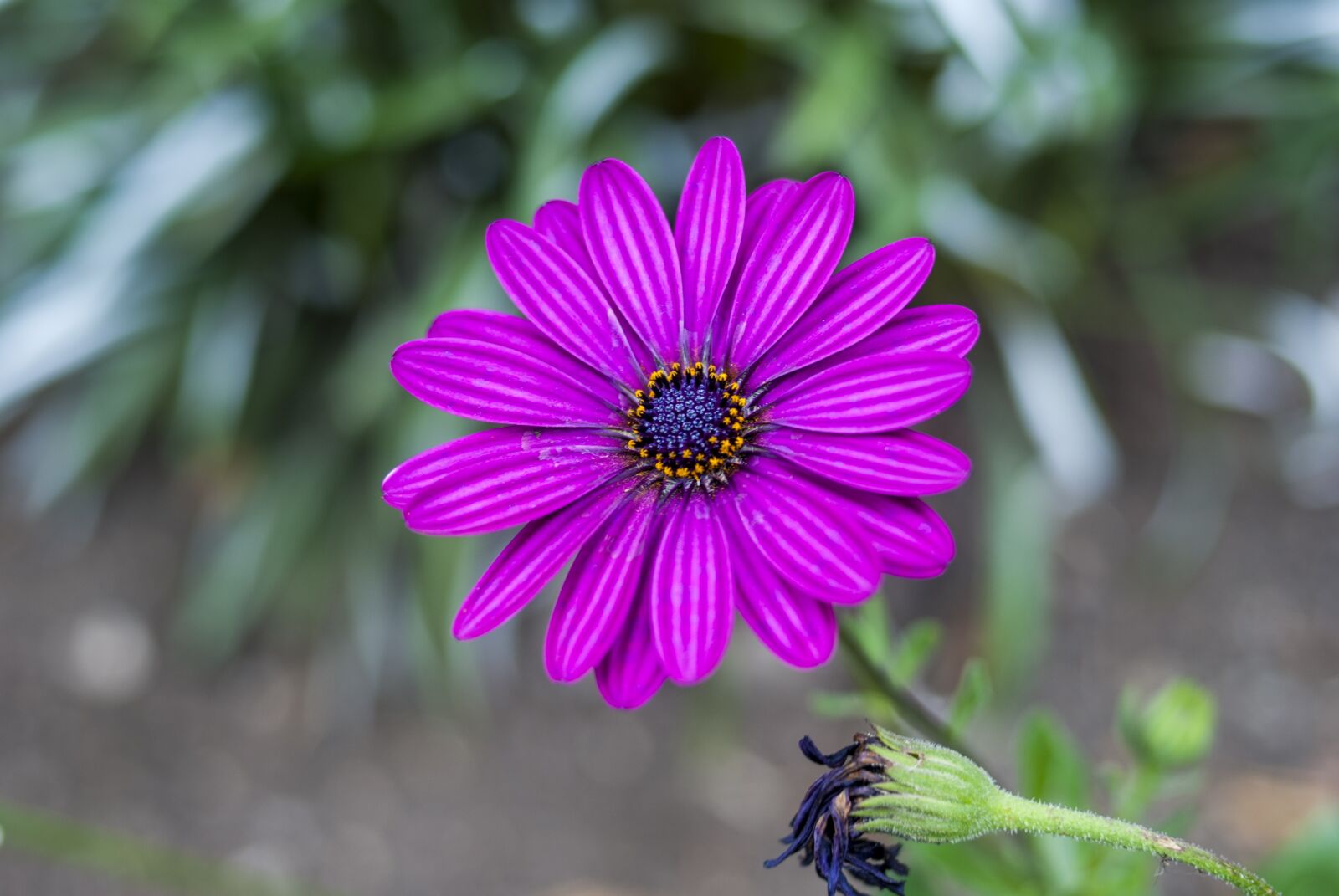 Nikon D60 sample photo. Linda flower, nature, plant photography