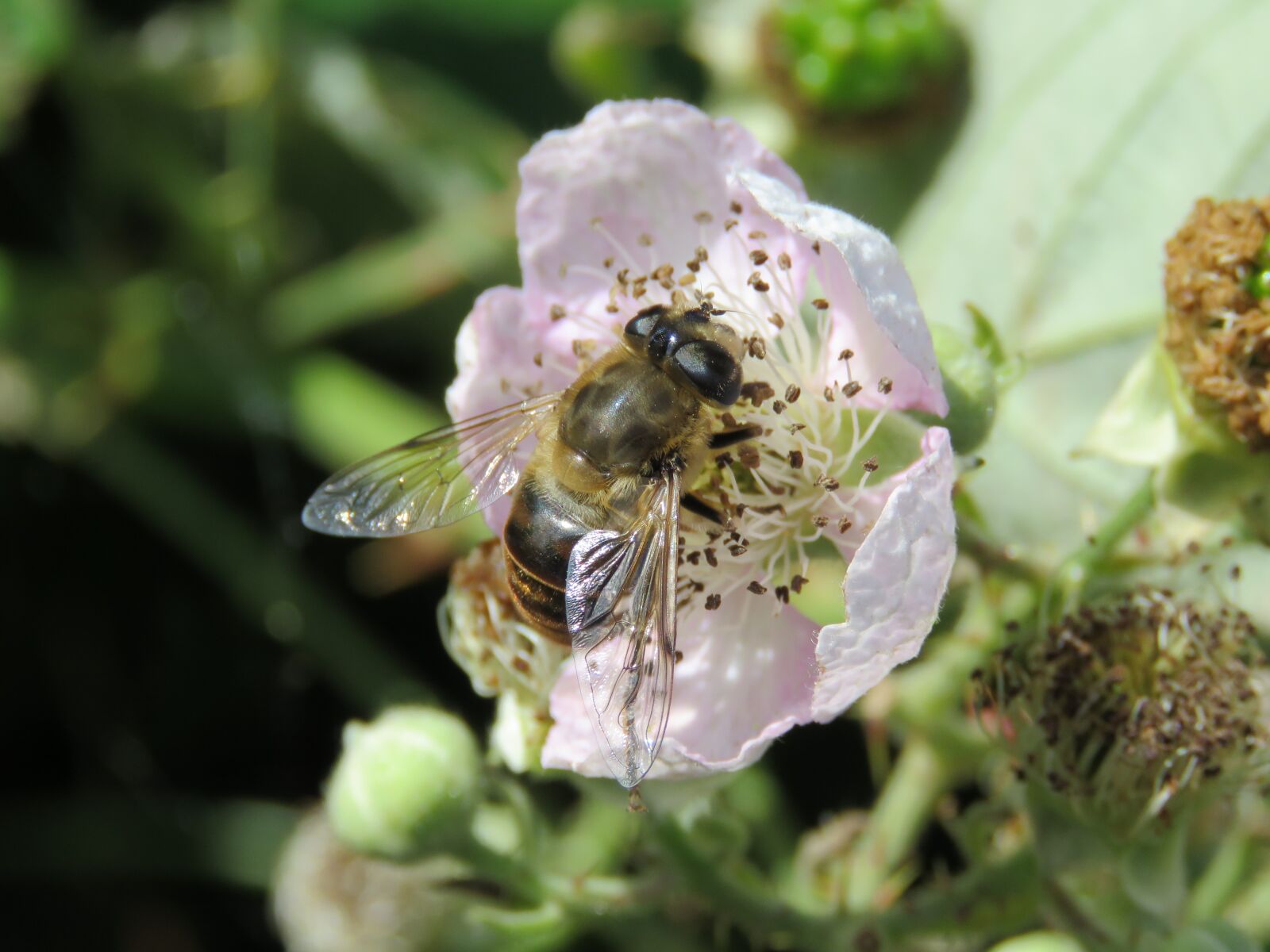 Canon PowerShot SX60 HS sample photo. Blackberries, blossom, bug photography
