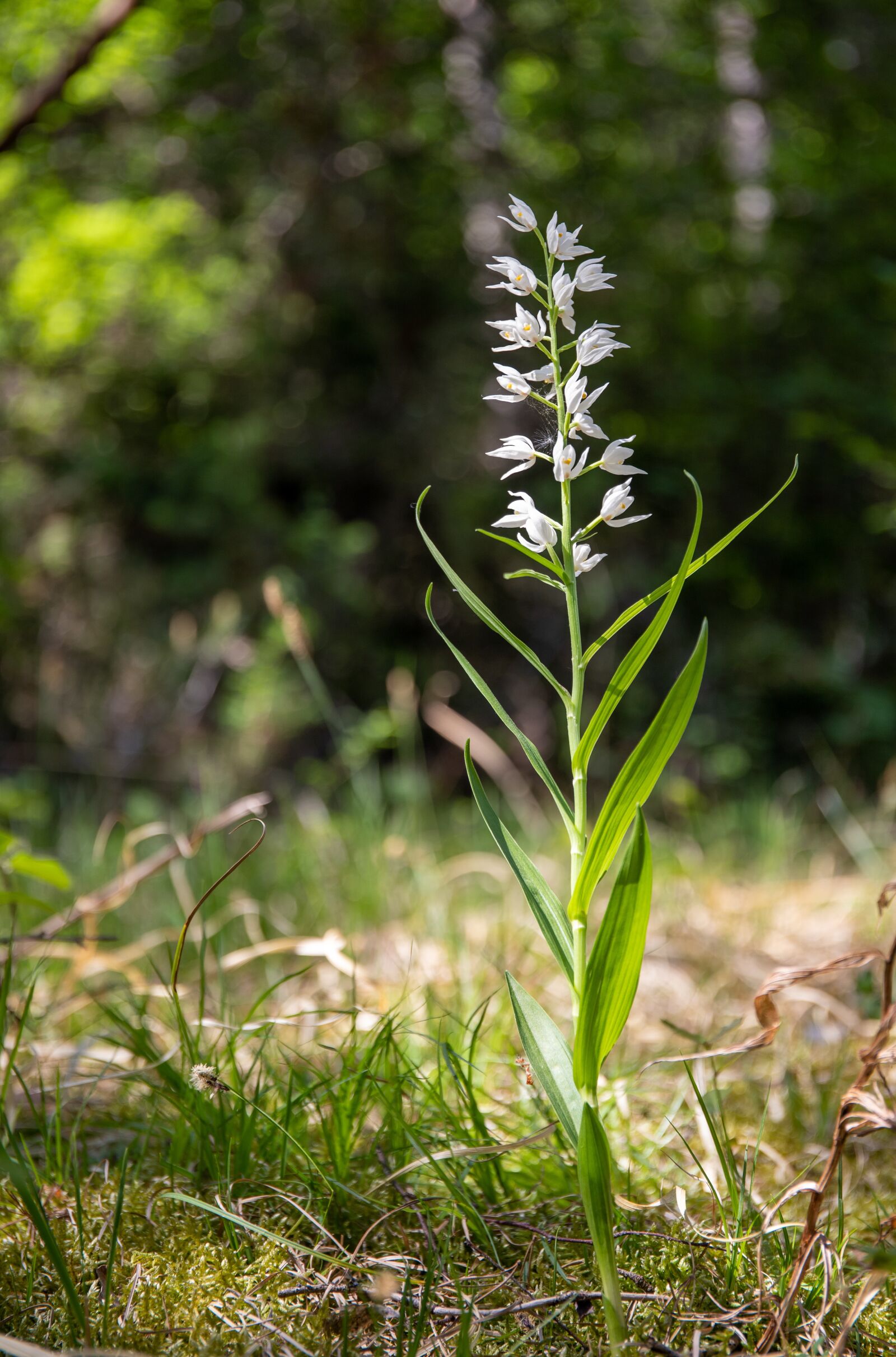 Canon EF 24-70mm F4L IS USM sample photo. C phalant re, white photography