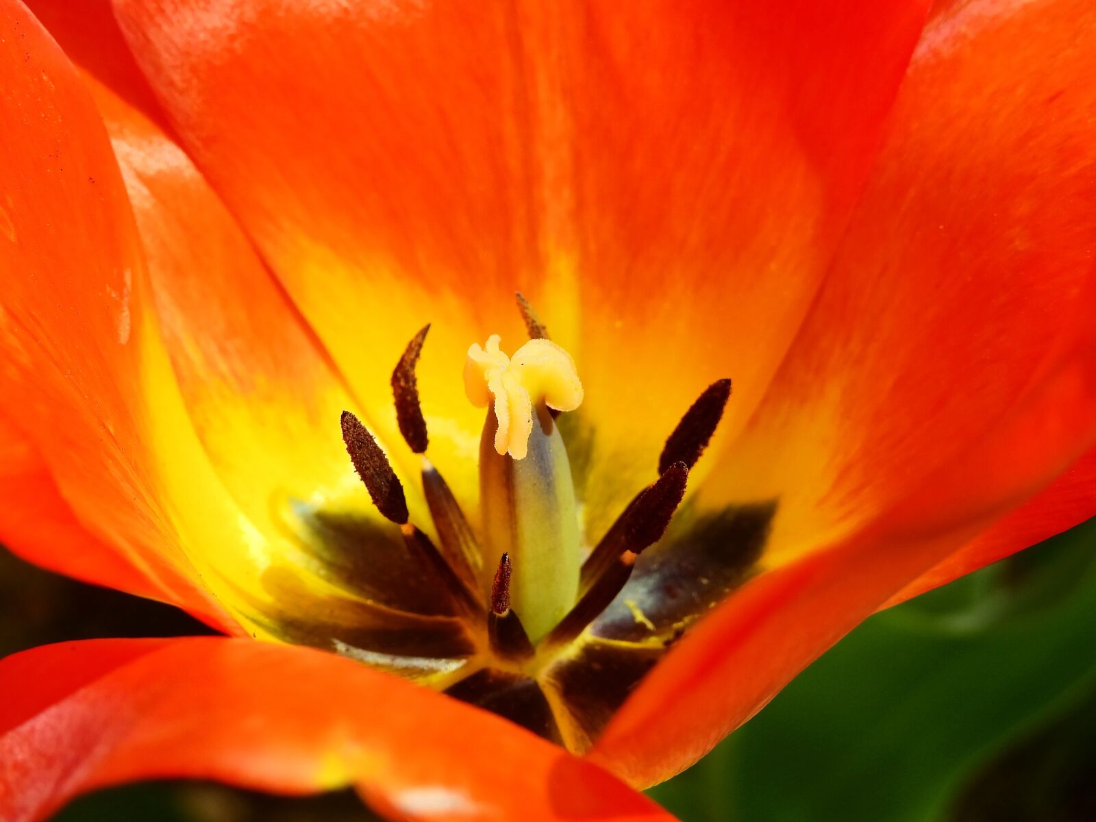 Nikon Coolpix P900 sample photo. Tulip, flower, blossom photography