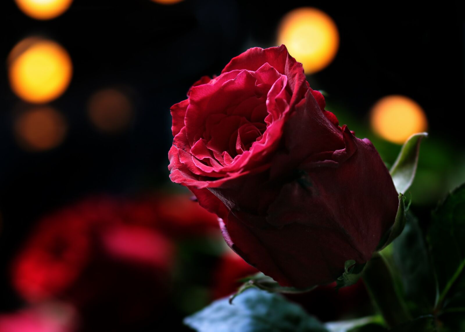 Canon EOS 80D sample photo. Rose, bokeh, red rose photography