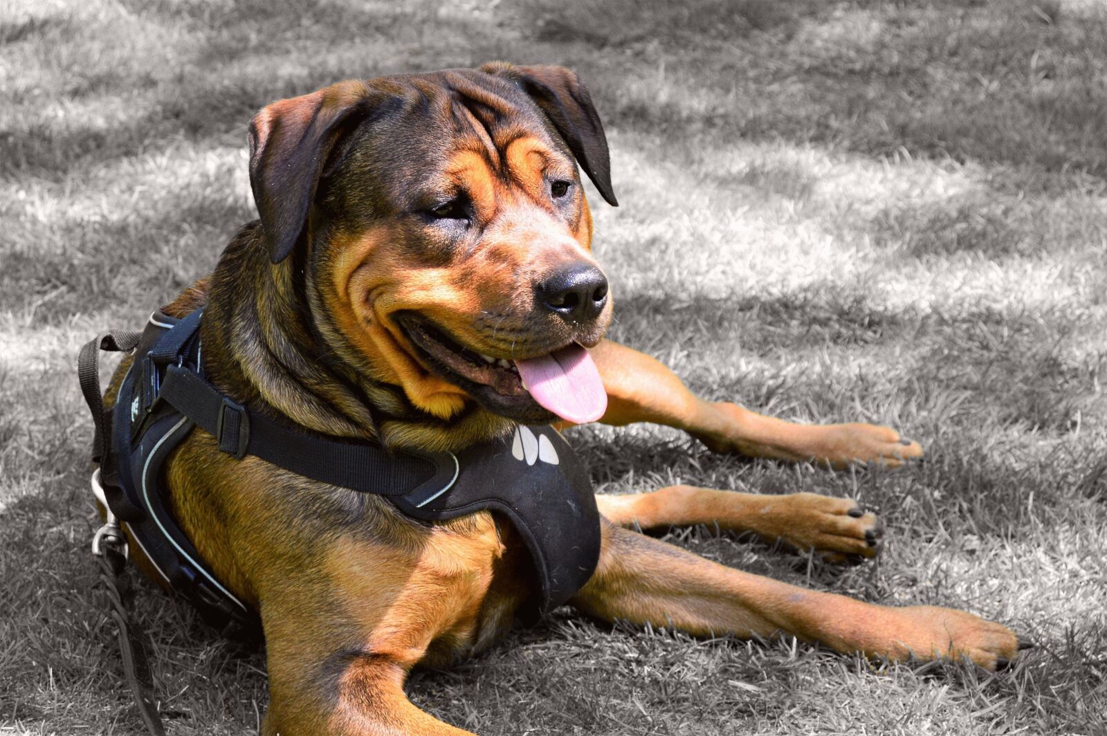 Nikon D3200 sample photo. Rottweiler, amstaff, dog photography
