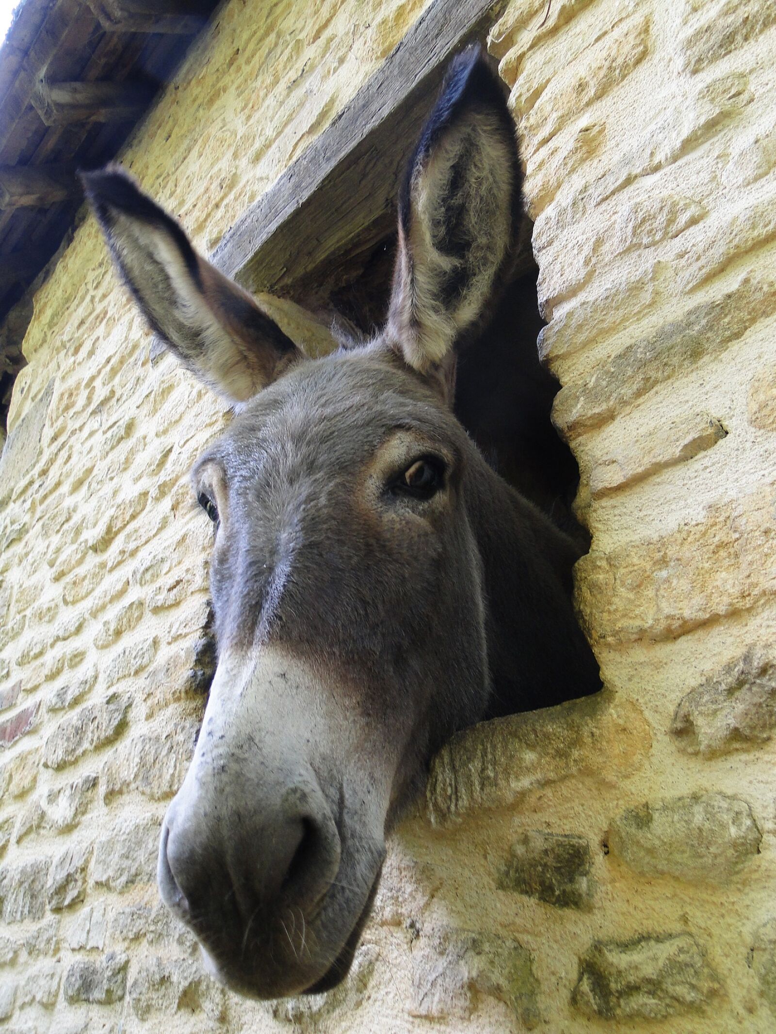 Sony Cyber-shot DSC-HX1 sample photo. Donkey, look, nice photography