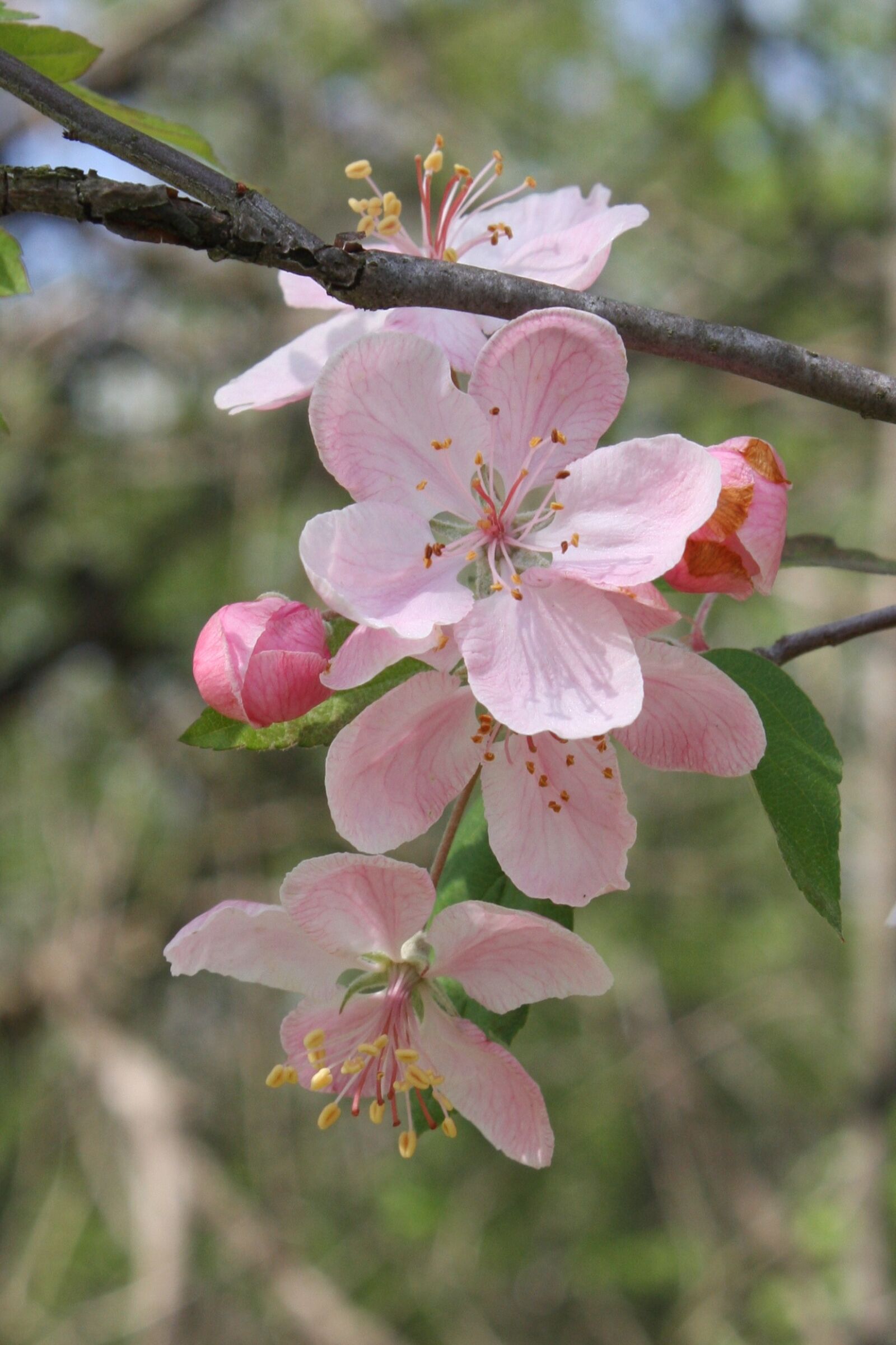Canon EOS 40D sample photo. Pink, apple, blossom photography
