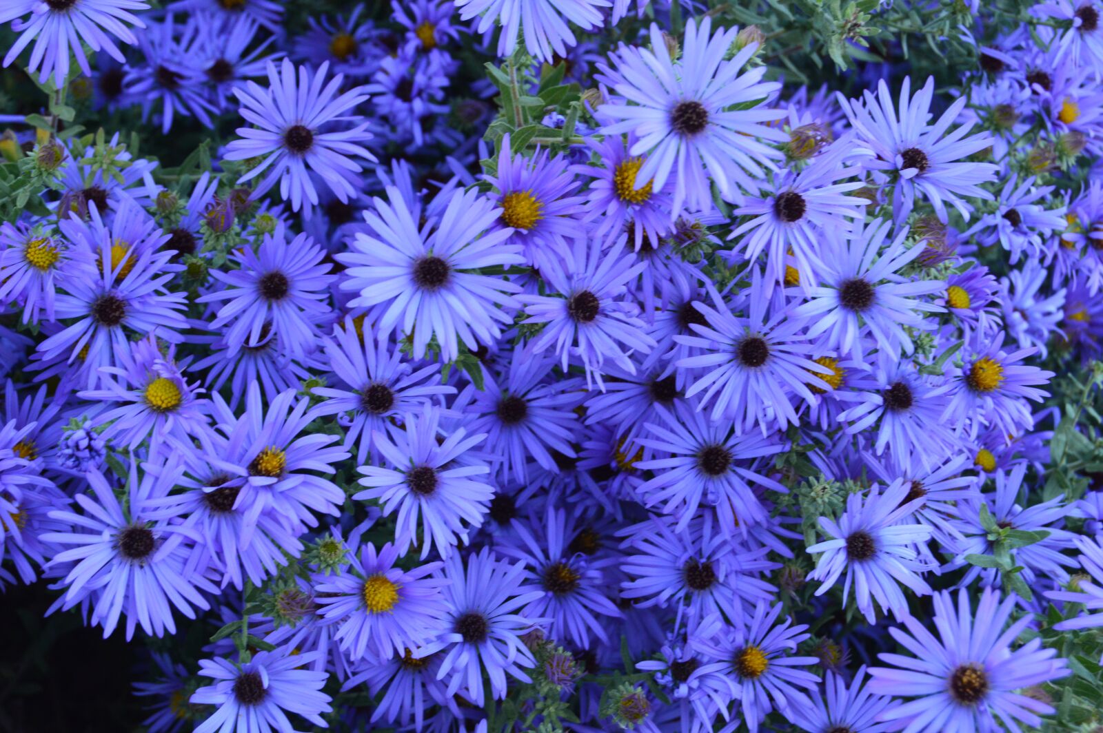 Nikon D3200 sample photo. Flowers, daisies, daisy photography