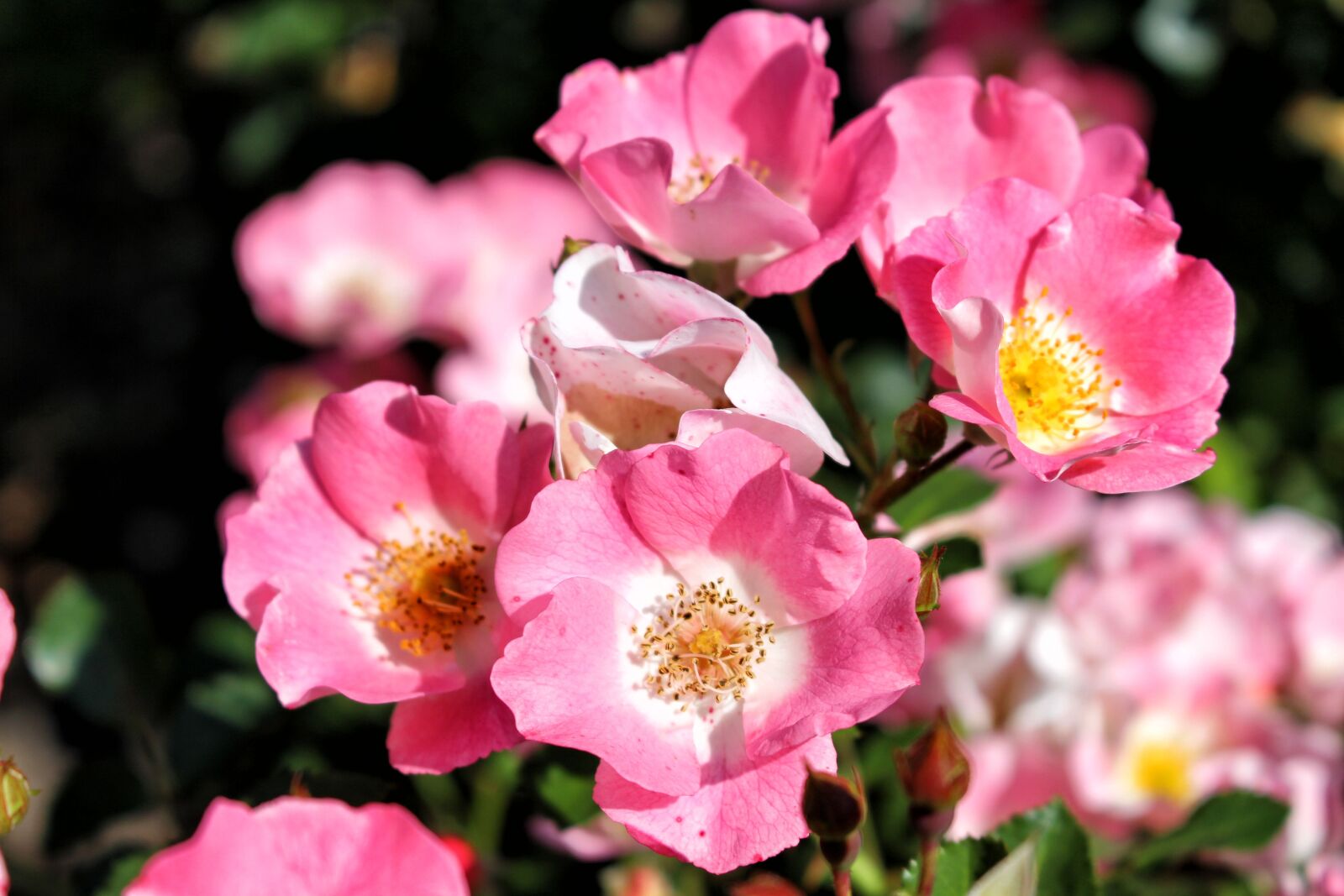 Canon EOS 700D (EOS Rebel T5i / EOS Kiss X7i) sample photo. Roses, rose, flowers photography