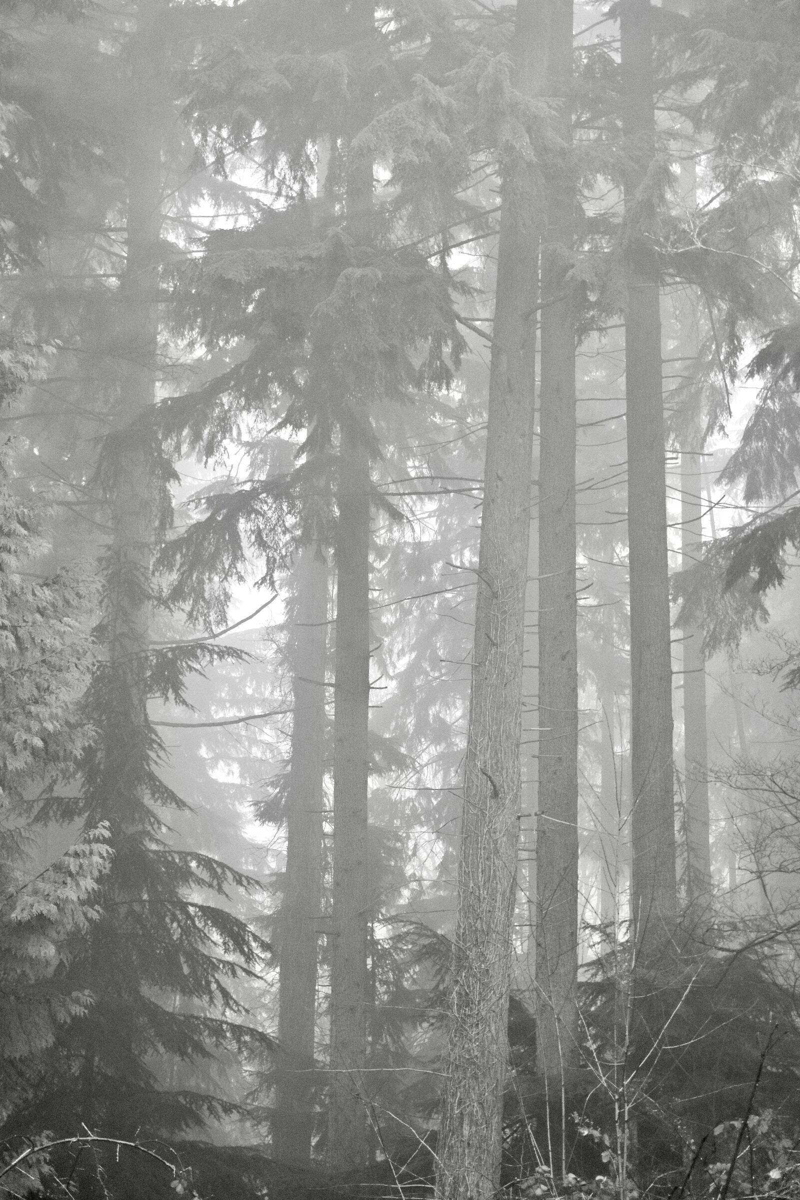 Sony a6000 sample photo. Fog, trees, woods photography