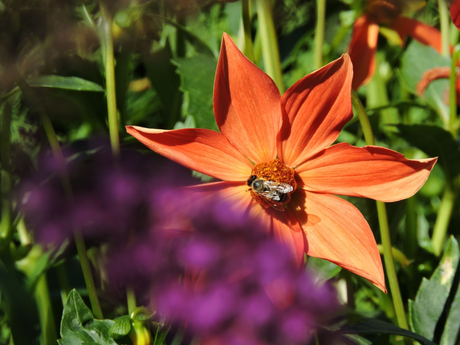 Nikon Coolpix P600 sample photo. Flowers, garden, flower photography