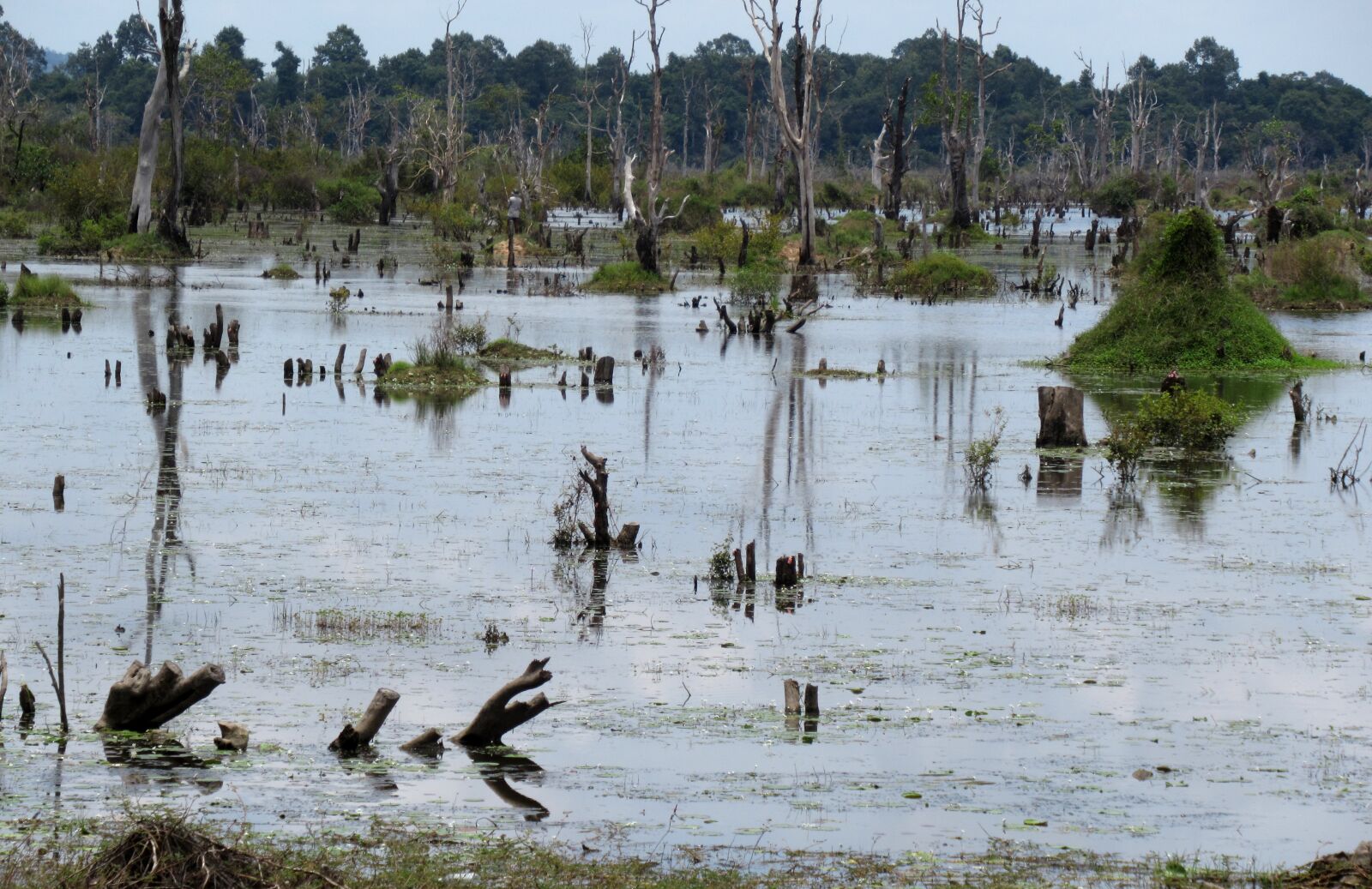 Canon PowerShot SX620 HS sample photo. Swamp, pond, angkor photography
