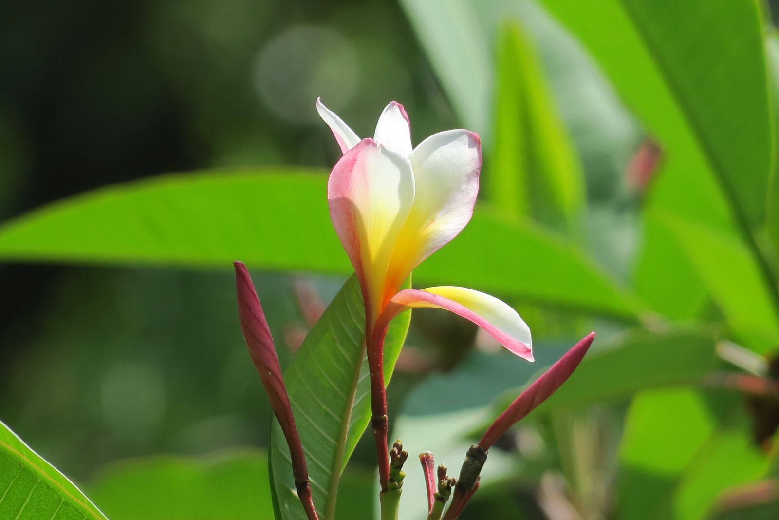 Canon PowerShot G3 X sample photo. Plumeria, plant, bloom photography