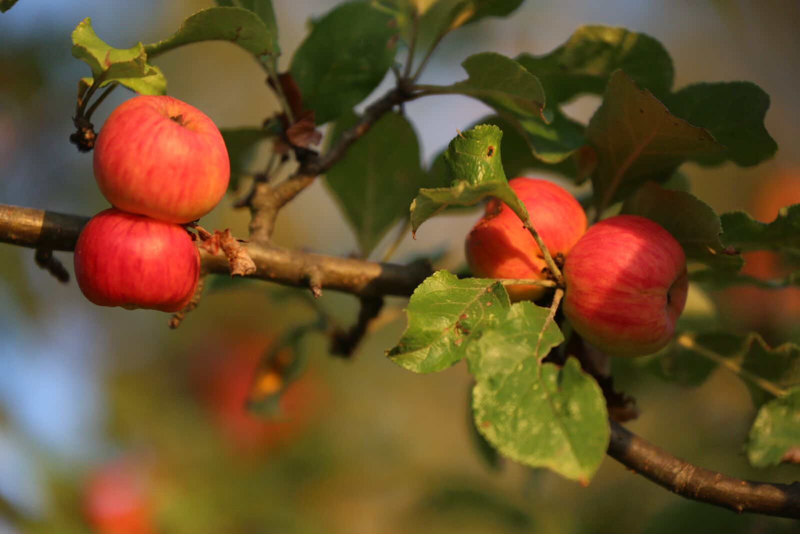 Canon EOS 5D Mark III + Canon EF 70-300mm F4-5.6L IS USM sample photo. Apple, nature, fruit photography