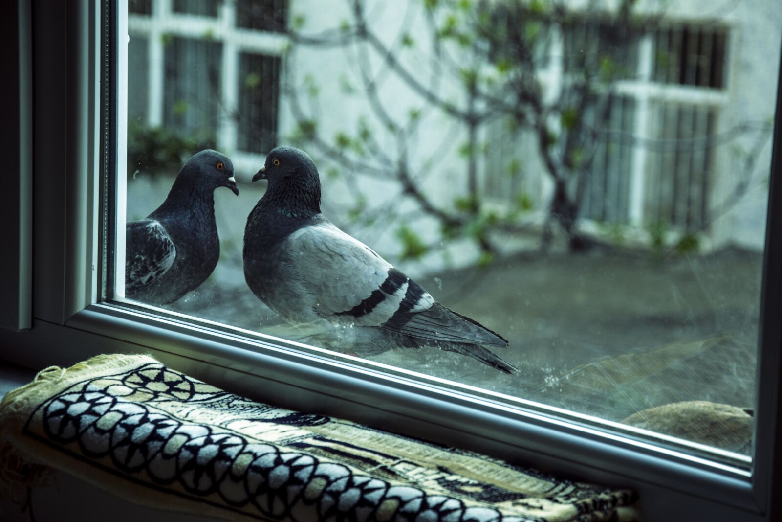 Nikon D5300 sample photo. Birds, nature, turkish photography