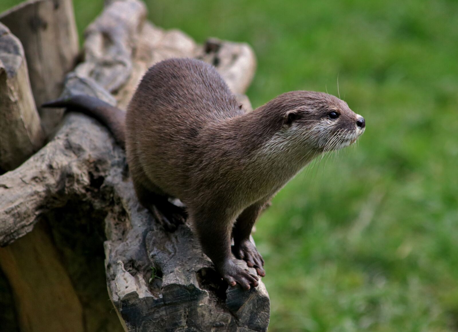 Canon EOS 750D (EOS Rebel T6i / EOS Kiss X8i) sample photo. Otter, mammal, nature photography