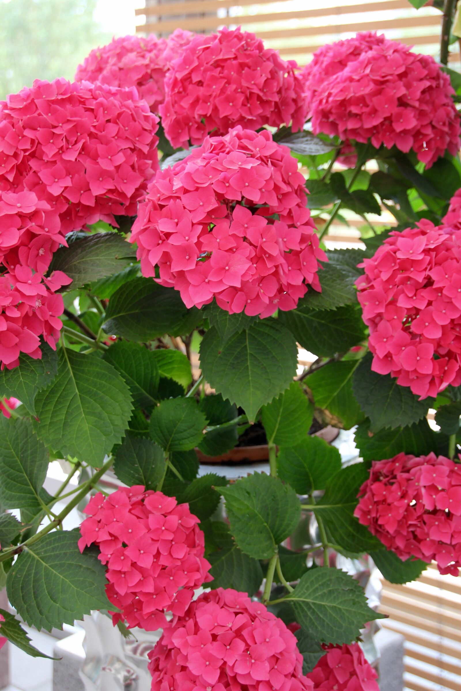 Canon EOS 60D sample photo. Hydrangeas, pink, decoration photography