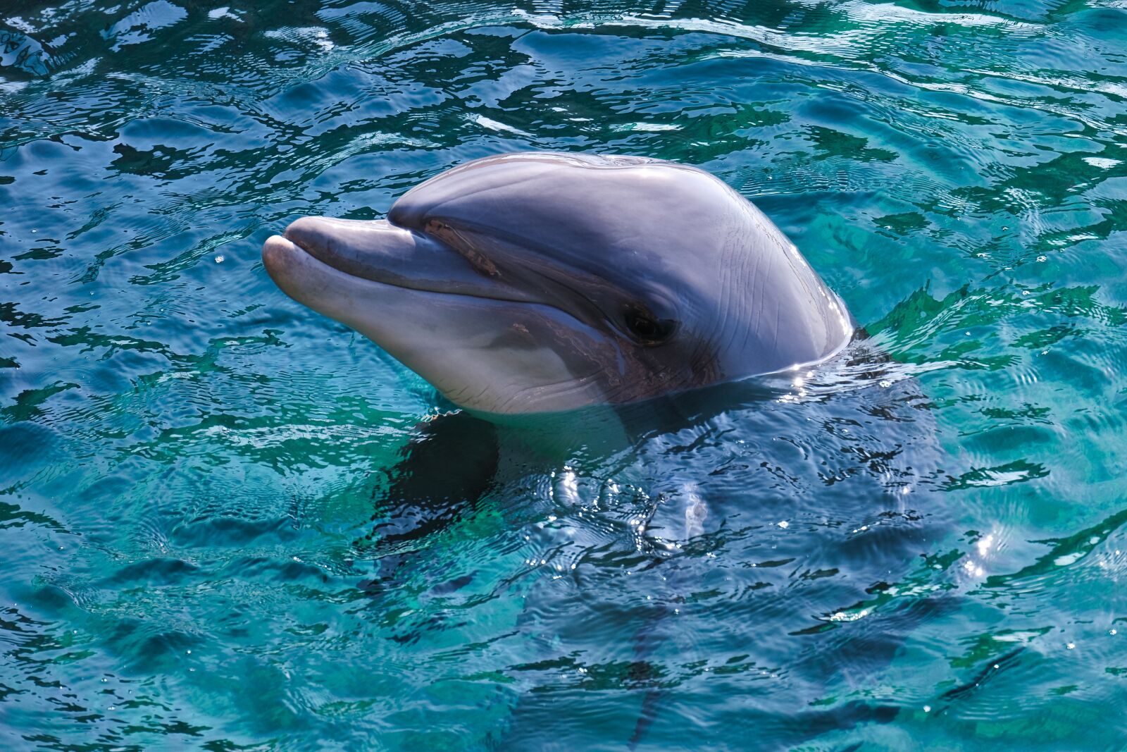 Fujifilm XC 50-230mm F4.5-6.7 OIS sample photo. Dolphin, dolphin-afalina, red sea photography