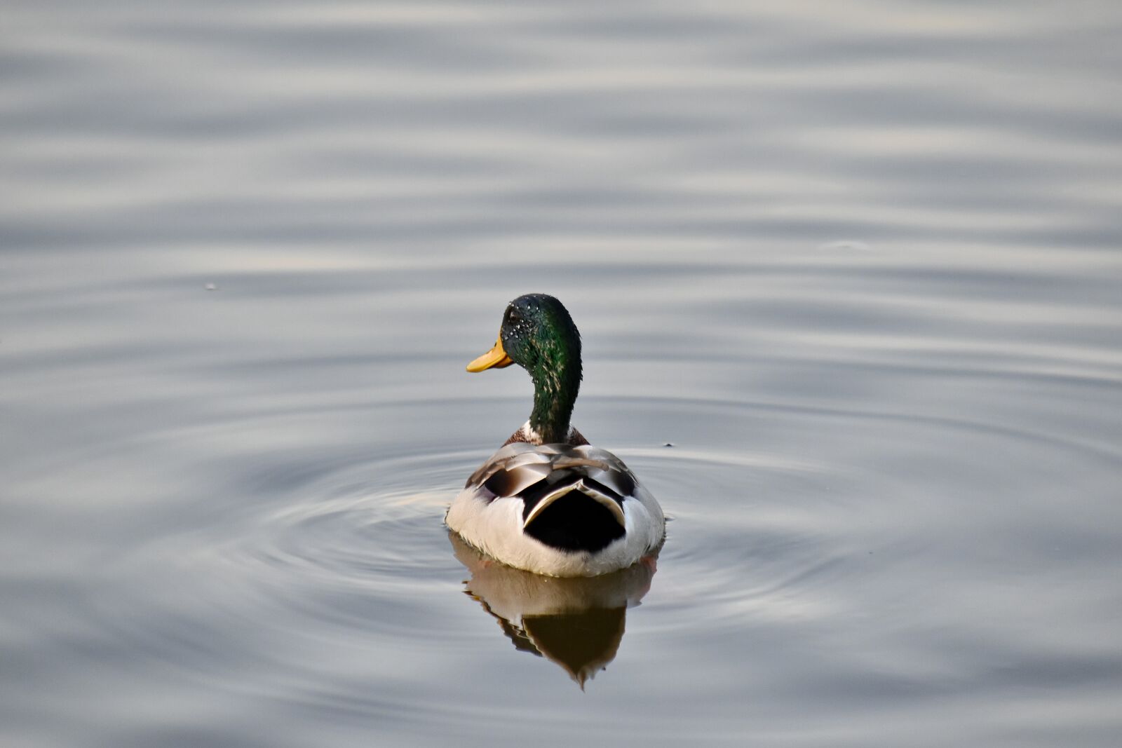 Nikon D5500 sample photo. Mallard, water, duck, waterfowl photography