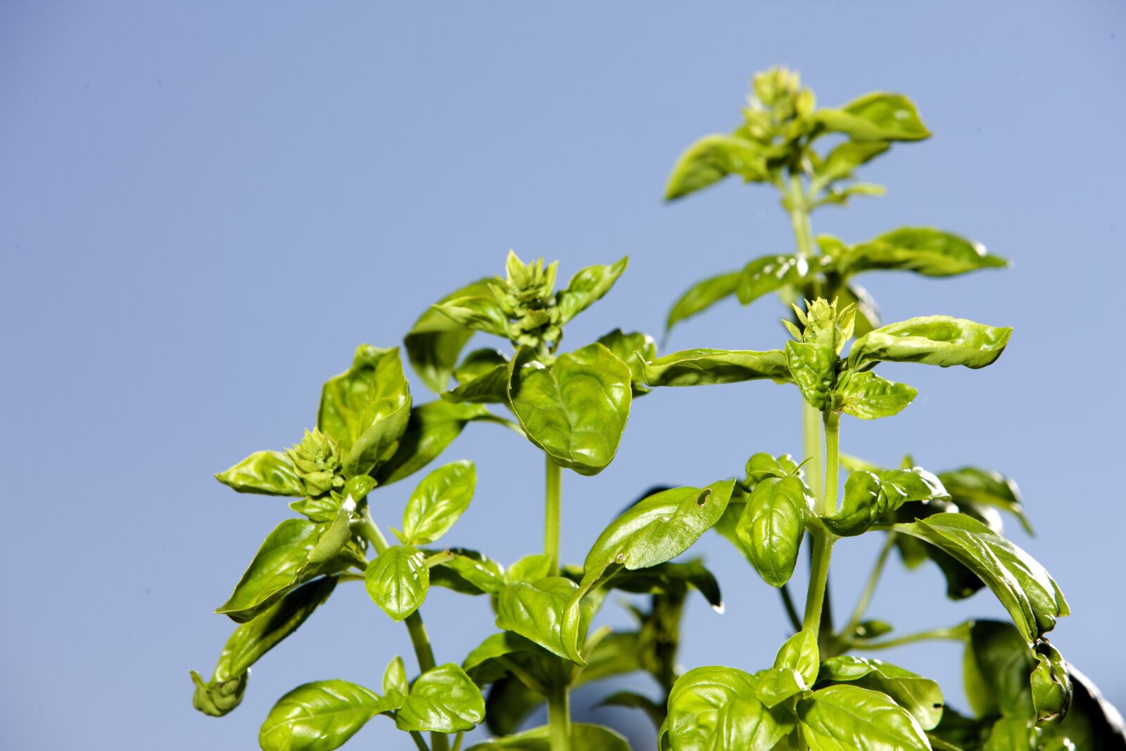 Canon EOS-1Ds Mark III sample photo. Basil, herb, spice photography