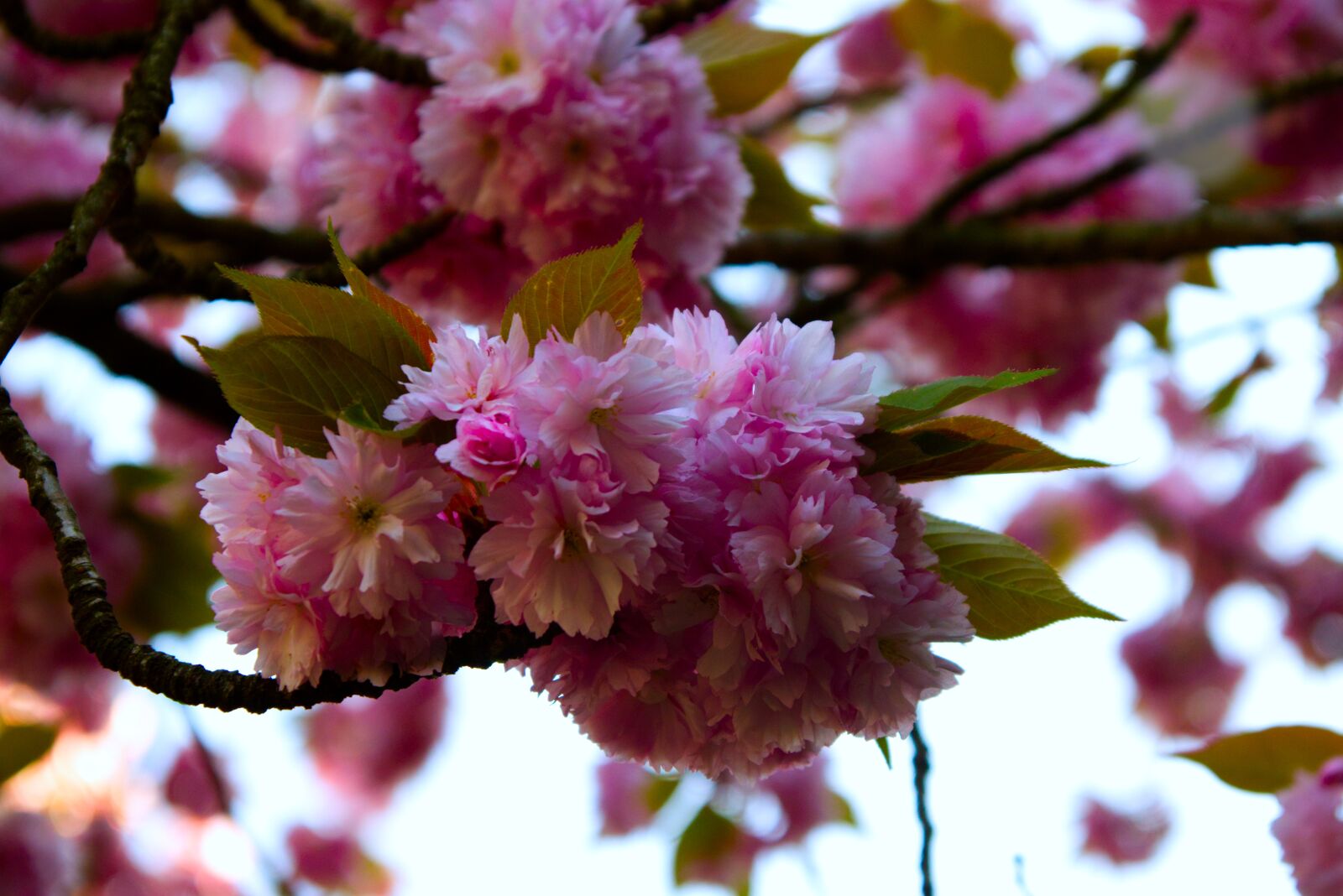 Canon EOS M100 sample photo. Blossom, pink, 6000 4000 photography