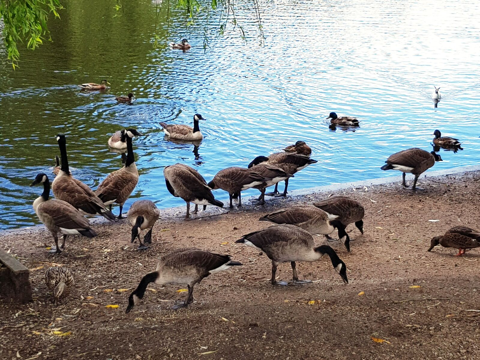Samsung Galaxy S8 sample photo. Ducks, geese, water photography