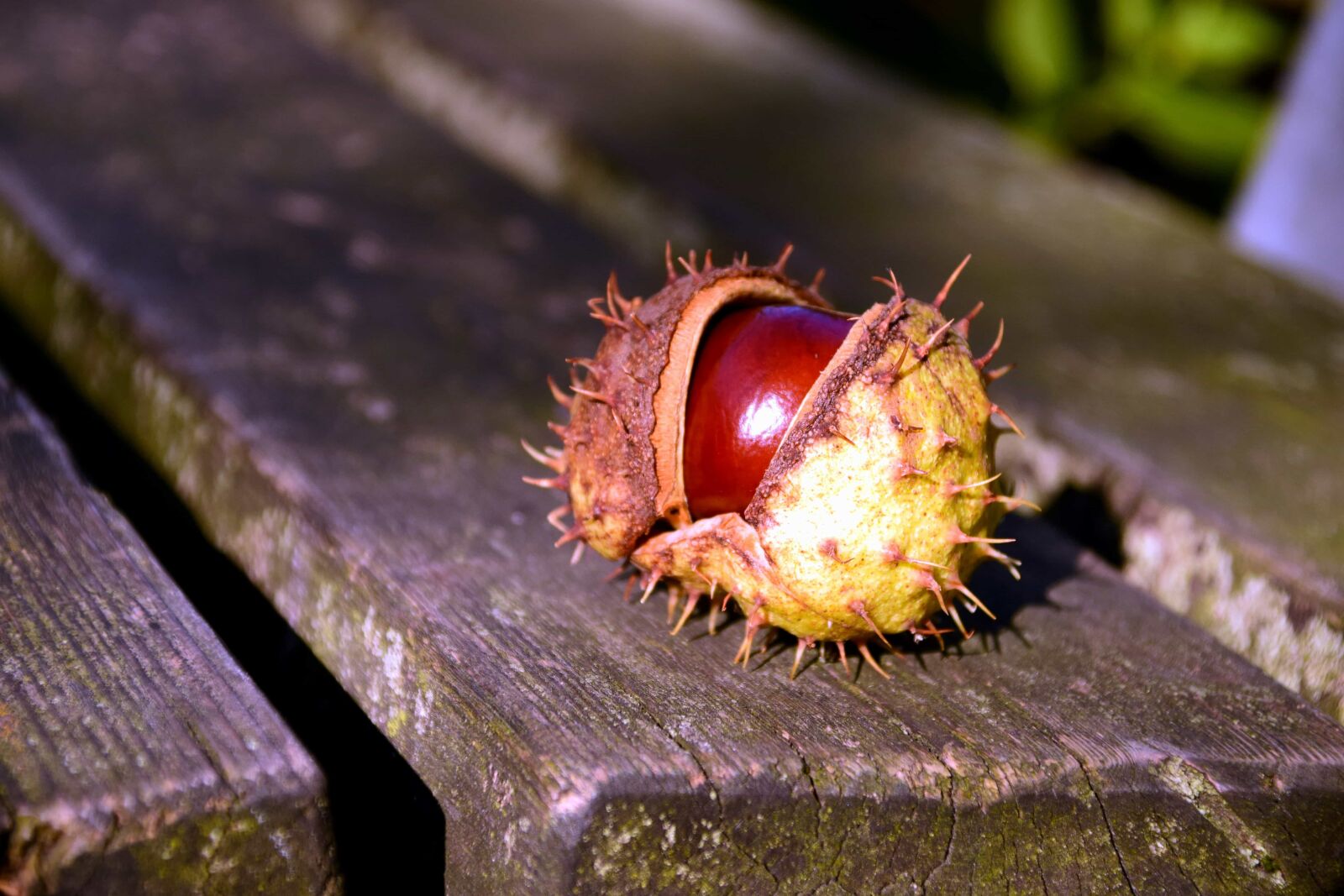 Nikon D3300 sample photo. Chestnut, nutrition, food, macro photography