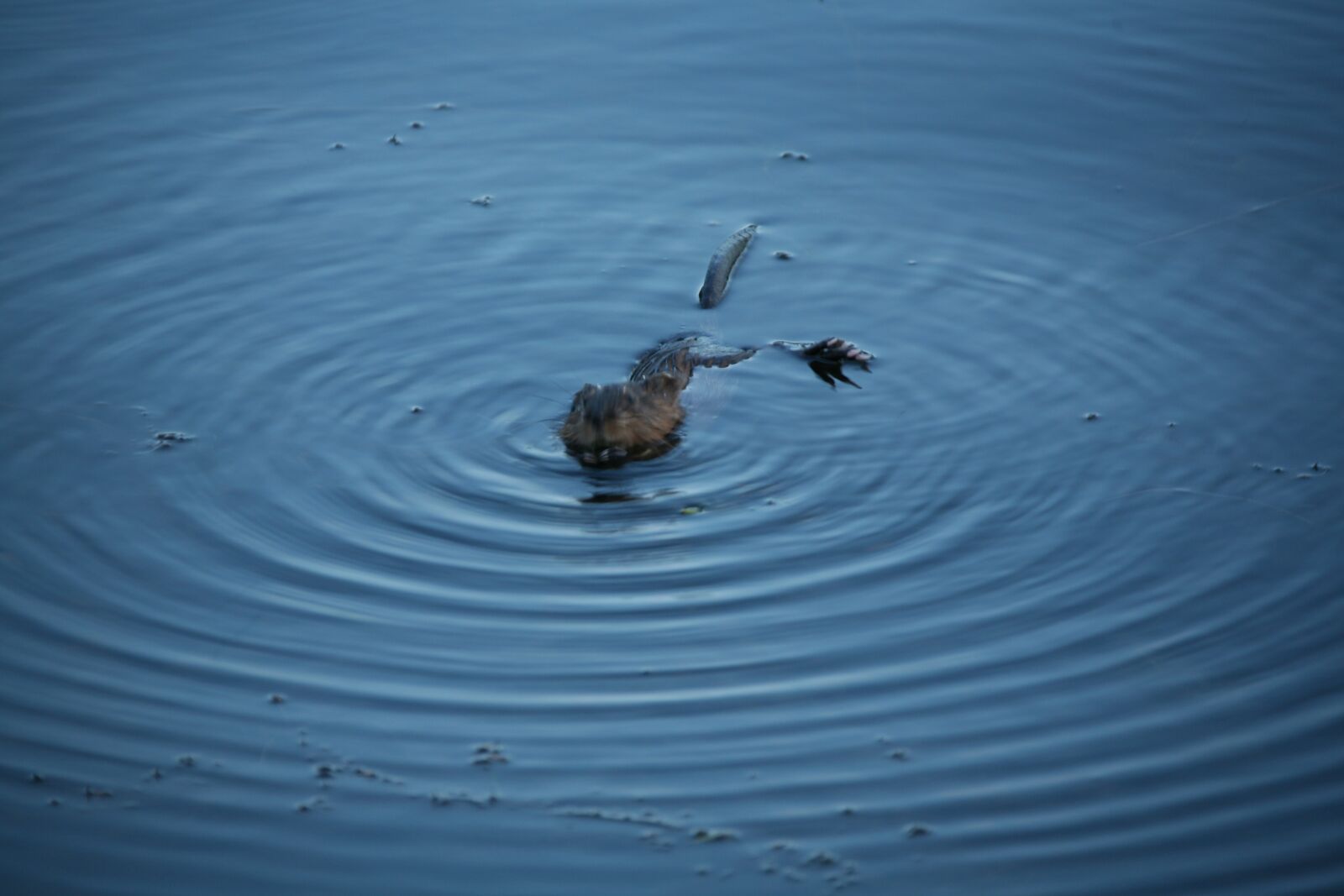 Canon EOS 5D sample photo. Sunset, muskoka, summer photography